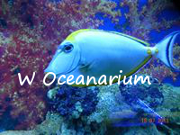 W Oceanarium